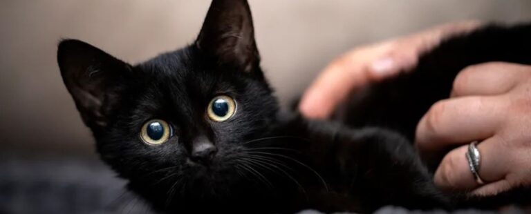 Ky qytet vendosi të ndalojë adoptimin e maceve të zeza: Shkak, Halloween-i